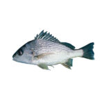 ماهی سنگسر طلایی