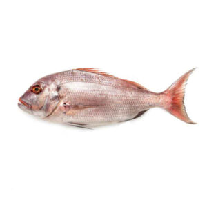 ماهی شانک