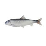 ماهی سفید انزلی